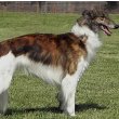 Silken Windhound