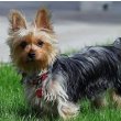 Silky Terrier