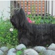 Skye Terrier