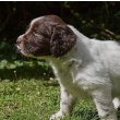 Small Munsterlander Pointer