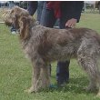 Spinone Italiano