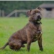 Staffordshire Bull Terrier