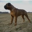 Staffy Bull Bullmastiff