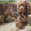 Sussex Spaniel