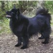 Swedish Lapphund