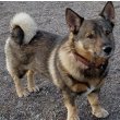 Swedish Vallhund