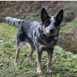 Texas Heeler