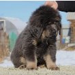 Tibetan Mastiff