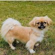 Tibetan Spaniel