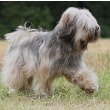 Tibetan Terrier