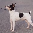 Toy Fox Terrier