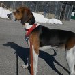 Treeing Walker Coonhound