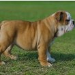 Valley Bulldog