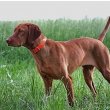 Vizsla