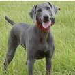 Weimaraner