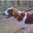 Welsh Springer Spaniel