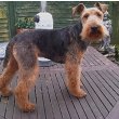 Welsh Terrier