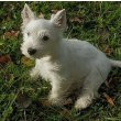 West Highland White Terrier