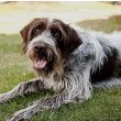 Wirehaired Pointing Griffon