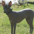 Xoloitzcuintli