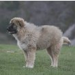 Caucasian Shepherd Dog