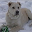 Central Asian Shepherd Dog