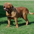 Dogue de Bordeaux