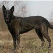 Dutch Shepherd