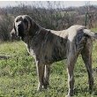 Fila Brasileiro