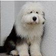 Old English Sheepdog