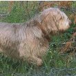 Otterhound