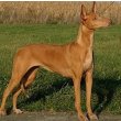 Pharaoh Hound