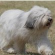 Polish Lowland Sheepdog