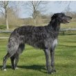 Scottish Deerhound