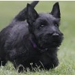 Scottish Terrier