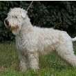 Soft Coated Wheaten Terrier