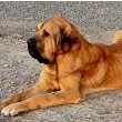 Spanish Mastiff