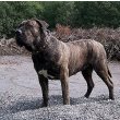 Presa Canario