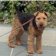 Terrier Airedale