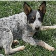 Australian Cattle Dog