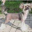 Chinese Crested