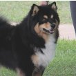 Finnish Lapphund