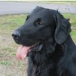 Flat-Coated Retriever