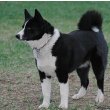 Karelian Bear Dog