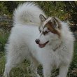 Northern Inuit Dog