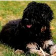 Portuguese Sheepdog