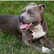 American Staffordshire Terrier