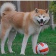 Akita Inu