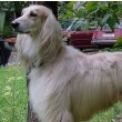 Afghan Hound