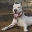 Dogo Argentino